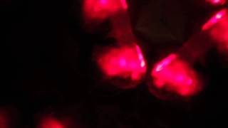 Ariel Pink's Haunted Graffiti I Wanna Be Young