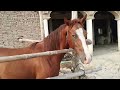 New Black Big Horse Breeding Video New Horse Breeding Video