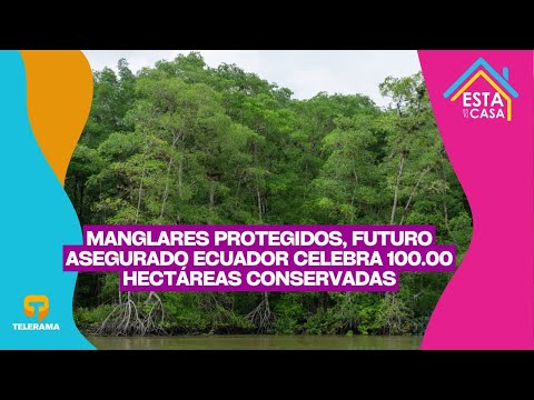 Manglares protegidos, futuro asegurado Ecuador celebra 100.00 hectáreas conservadas