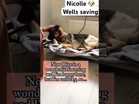 For any help consider donating link in bio to save a stray life in Los Angeles #rescuedog