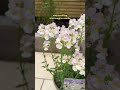 Nemesia Wisley Vanilla 🤍 the fragrant plant your garden is missing