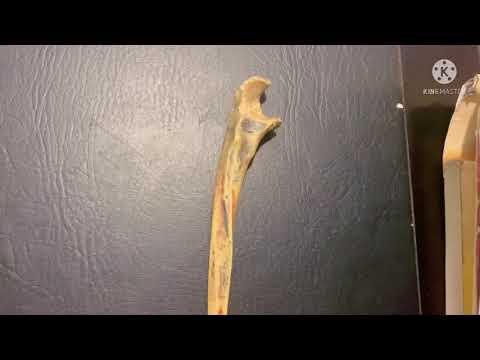 Ulna | Side Determination | Introduction to the Medial bone of forearm