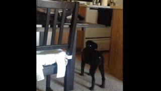Dog sees a ghost! Real! Caught on tape!