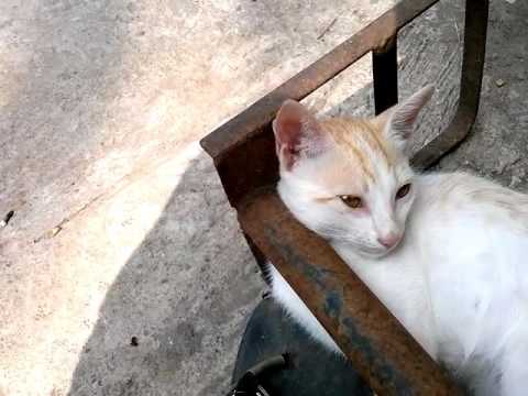 cute puchayale -funny cat