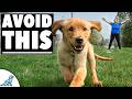 How To Teach Your Dog To Fetch PERFECTLY