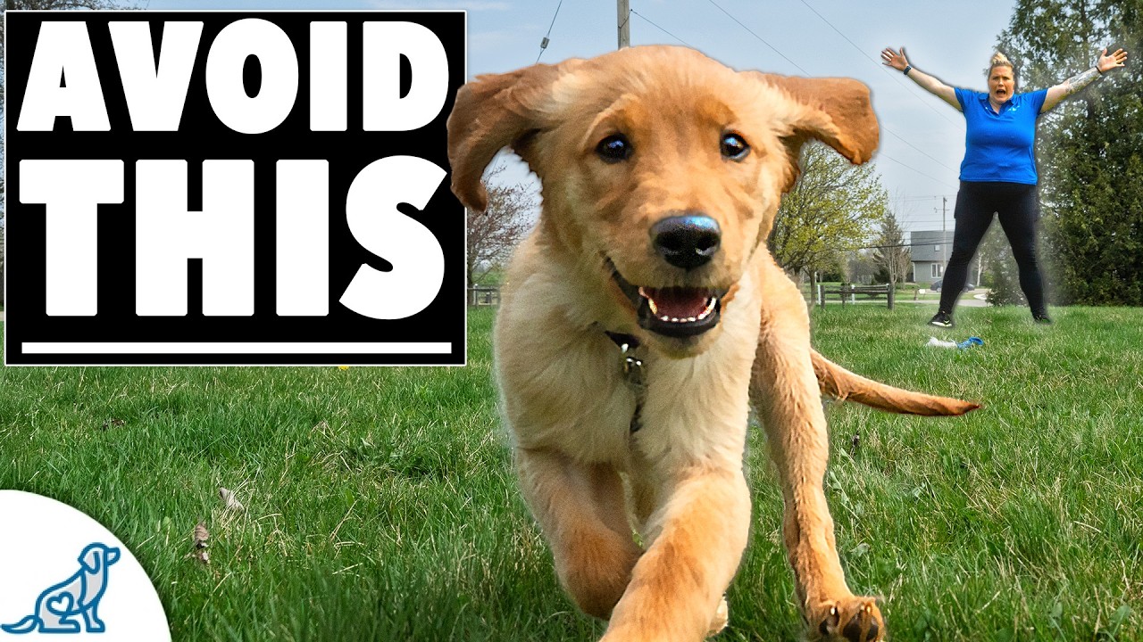 How To Teach Your Dog To Fetch PERFECTLY