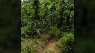 preview picture of video 'Trabas route gunung congkang  tomo sumedang jawa barat'