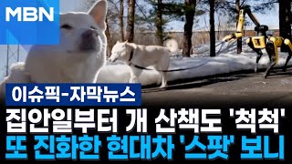 [자막뉴스] 집안일부터 강아지 산책도 '척척'…또 진화한 현대차 '스팟' 보니 | 이슈픽