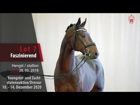 Youngster- und Zuchtstutenauktion/Dressur Lot 7 Faszinierend Hengst v. For Romance I -  San Amour I