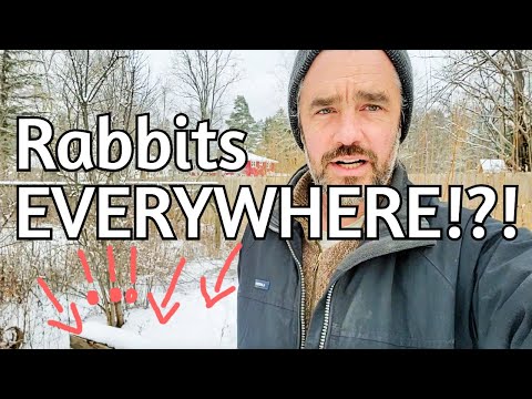 Snowy Observations: Rabbit Activity Deep Dive