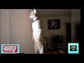 Video Lucu Lucu Kucing Berdiri WOW Banget Bikin Ngakak Abis Ketawa Kocak TERBARU VideoLucuTV