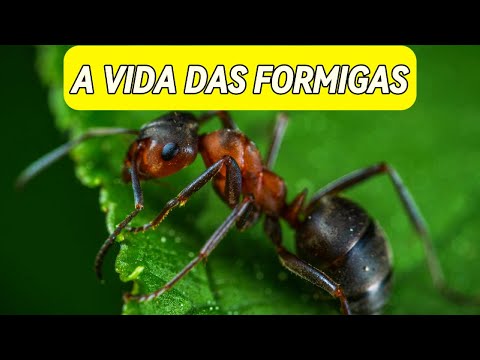 A Fascinante VIDA Das FORMIGAS