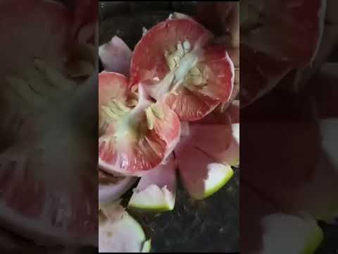 Pomelo Salad recipe | Rabab Tenga recipe| sweet tangie sour spicy salad|