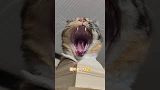 猫のあくび🥱 #ねこ動画 #猫かわいい #cat