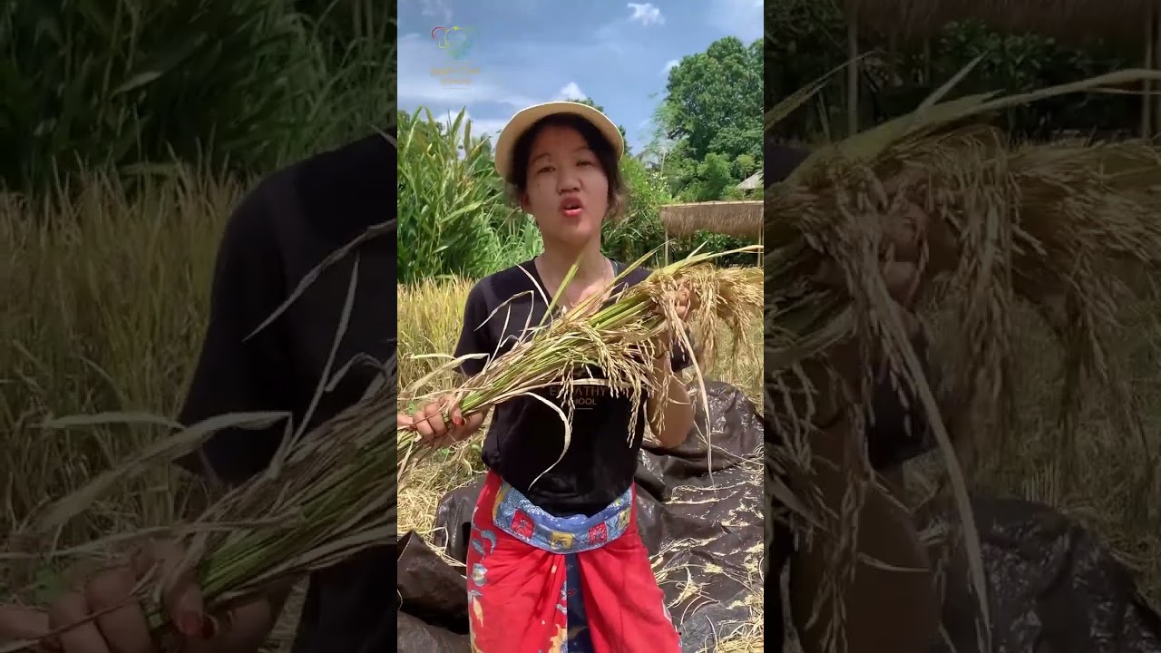 Second Regenerative Rice Harvest!