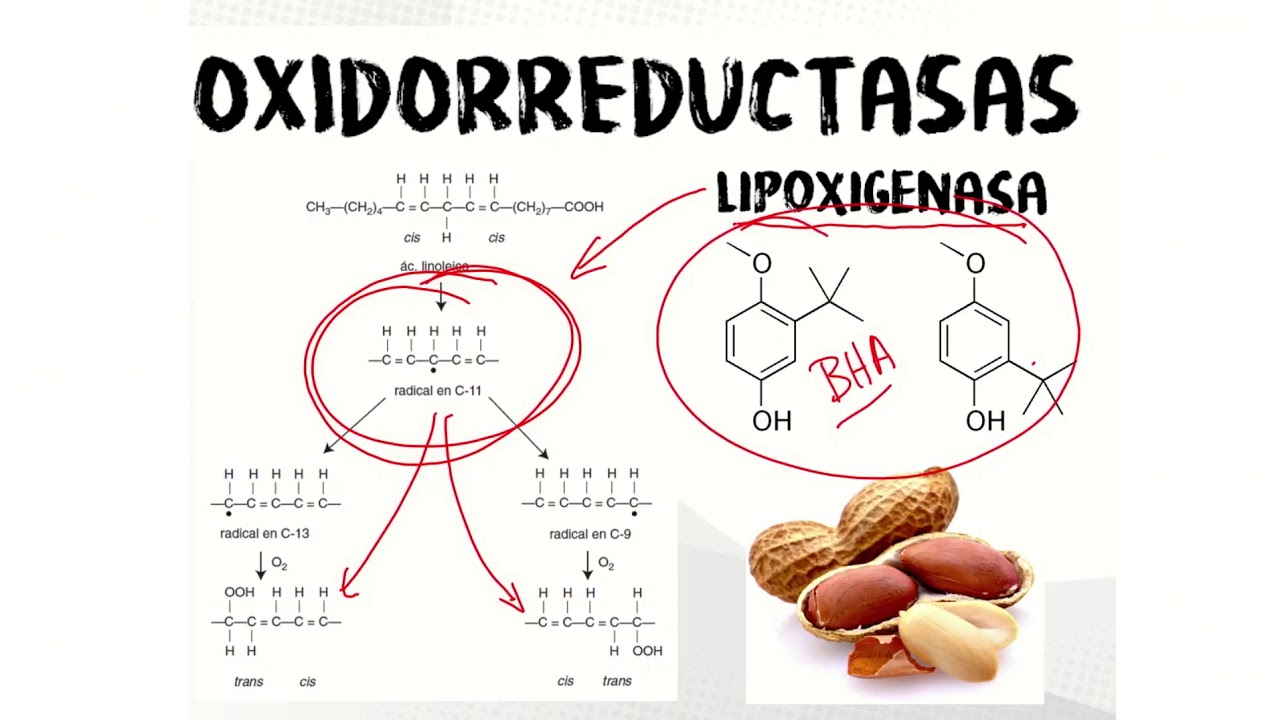 QAI_Capítulo 5.5 Enzimas