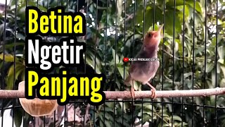 Download lagu PRENJAK BETINA | Masteran Prenjak Betina Ngetir Panjang istimewa Suara jernih Memanggil Jantan |. mp3