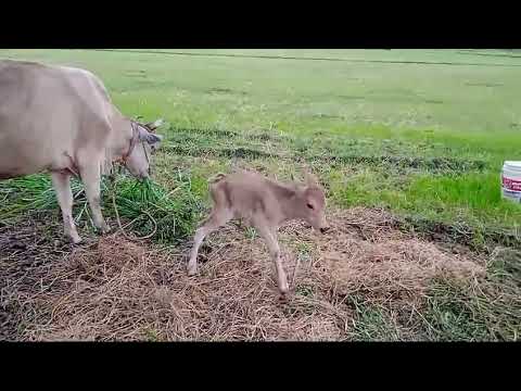 ఇప్పుడే పుట్టిన లేగ దూడ