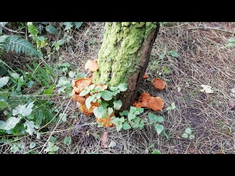 Diet and Spiritual Development