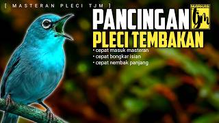 Download lagu 🔴 LIVE Terapi Pleci Paling Dicari Pemain Lomba Supaya Nagen !! mp3