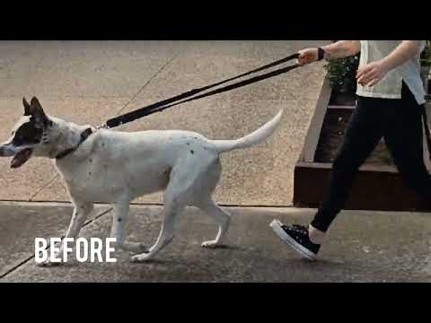 K9 Craftsman. Police-Trained. Breed Specific. One-Session Fixes. video.