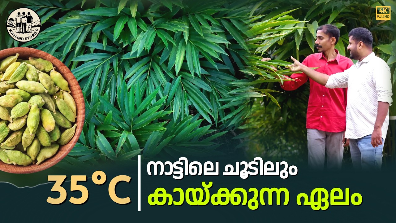 നാട്ടിലെ ചൂടിൽ വളരുന്ന ഏലം