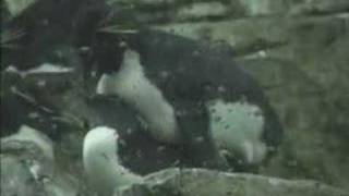 Penguin Love - Detroit Zoo