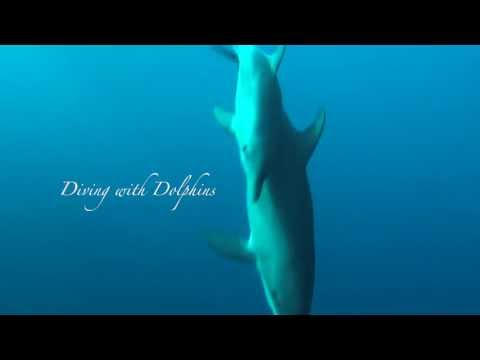 Diving with Dolphins, Marsa Nakari,Ägypten