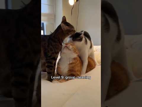 Cats getting more sus 🤨 (part 3) #cat #cute #funnycats