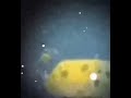 Meme Spongebobsquarepants Dreamybull