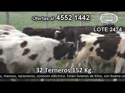 Lote 32 Terneros Tres Esquinas - R2 km 155 152kg -  en Tres Esquinas - R2 km 155