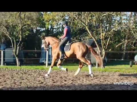 VILANCIO x Bonifatius 2017