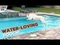 Water-loving dog refusing to get out of the pool! 🤣🐶💦 | LOVE THIS!