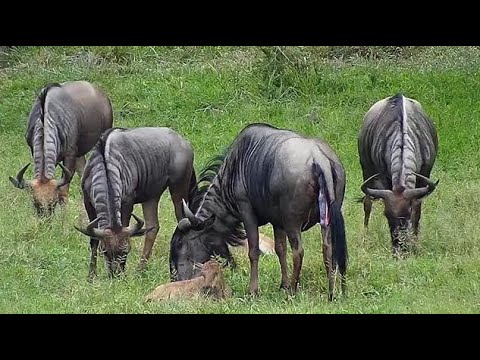 Djuma: Wildebeest with three calves-one new-mom has afterbirth attached - 08:29 - 12/07/20
