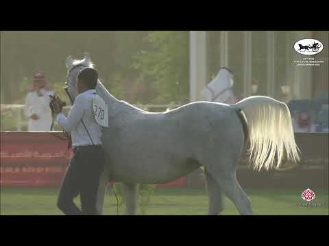 N 270 SAWARI AL KHALEDIAH   10th Arabian Horse Show for local Breeders in Saudi Arabia 2021   Mares