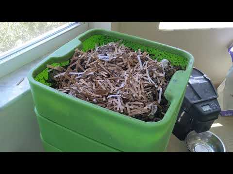 Hot Frog Living Composter Year 1 Day 35   Easy Feeding and Checking New Tiers   Vermicomposting