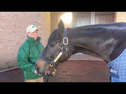 Gilltown Stud (Aga Khan) - Harzand - Irish Stallion Trail 2017