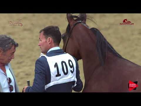 N 109 RAYYANAT AL KHOR   2019 Al Shaqab Arabian Horse Show Festival   Fillies 3 Years Old Class 4B