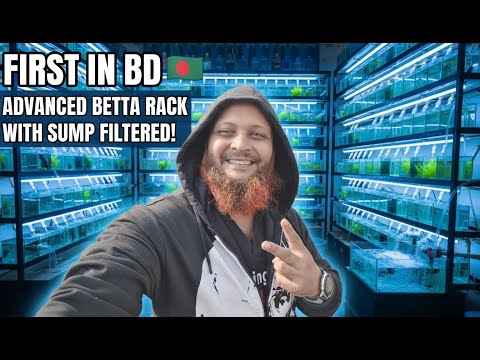 Land Of Aquarist and Twilight Betta Bliss