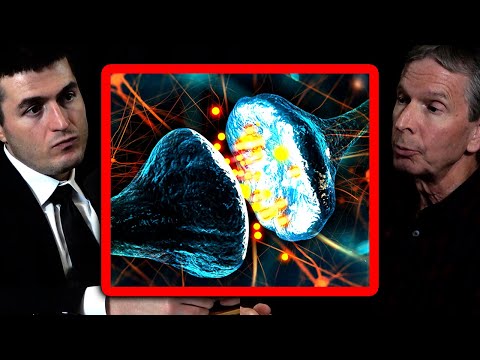 What is consciousness? | Donald Hoffman and Lex Fridman