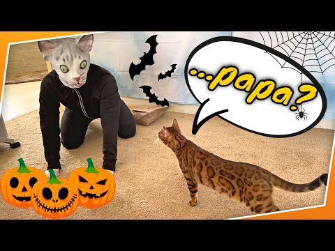 Halloween Mask Prank On Cats | THEY GOT SO SCARED !!!
