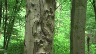 preview picture of video 'BACHWANDERN (1) im TEUFELSGRUND - Naturerlebnisse vor der Haustür - Made by kanukassel'