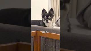 犬が見てる。  #犬との暮らし #chihuahua #dog