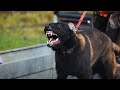 Ich Wurde Von Einem Rudel Malinois Angegriffen ‍