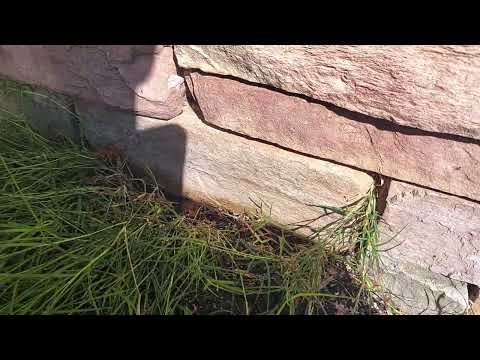 A Healthy Colony of Ants All Over the Side of Home in Skillman, NJ