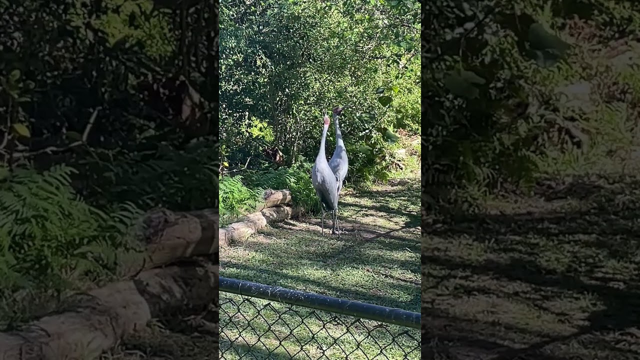 YouTube Short thumbnail