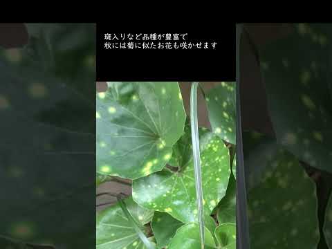 植物を霜から守るにはどうすればよいですか？安全に保つためのヒントとコツ！  庭園