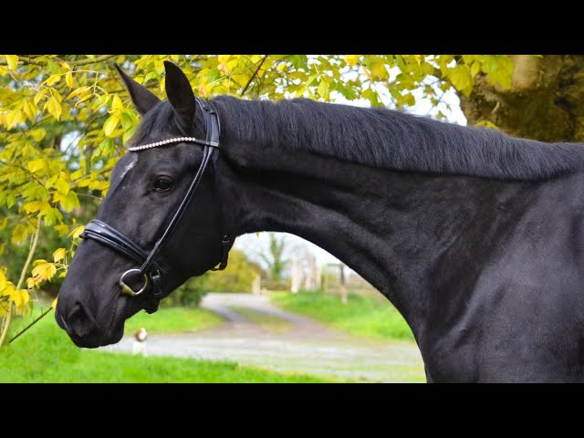 Cavalla Oldenburger In vendita 2022 Nero