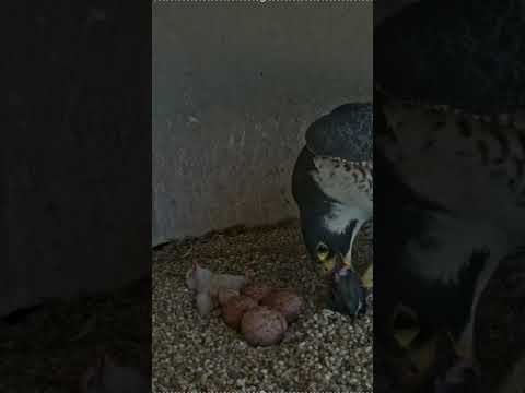 Union County Falcon Cam Highlight / Hatchling Struggles to Turn Over During Feeding #shorts
