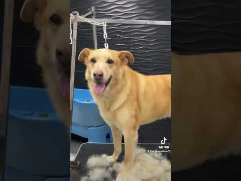 #mestizo #deslanado #coat #muda #peluqueriacanina #alzira #carcaixent #valencia